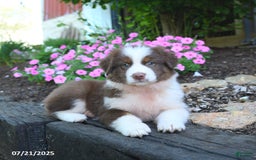 Australian Shepherd dogs for sale: Bonnie - Image 2