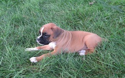 Boxer dogs for sale: Toya - Image 3
