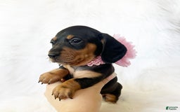 Miniature Dachshund dogs for sale: Akc Amber - Image 7