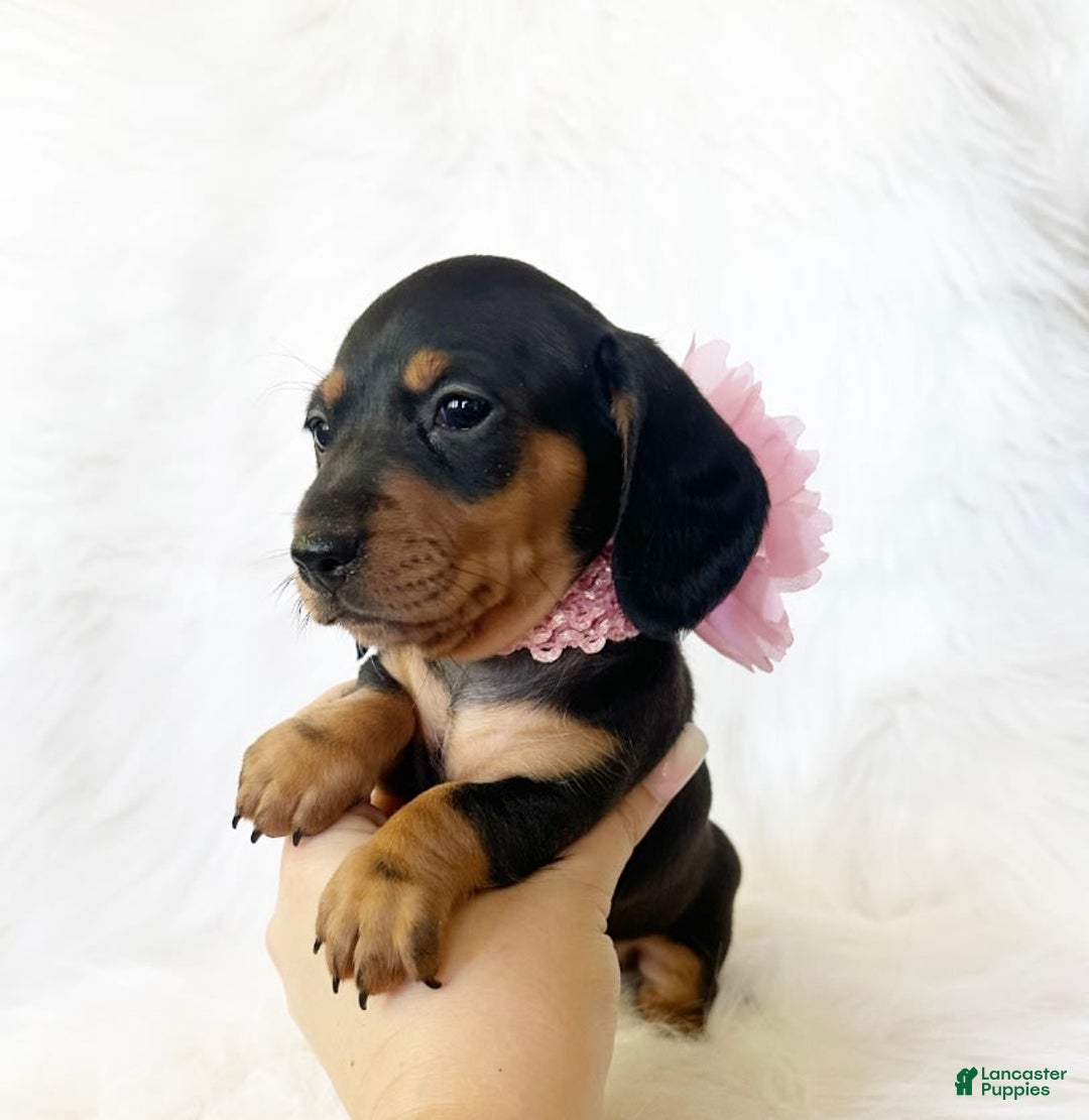 Miniature Dachshund dogs for sale: Akc Amber - Image 7
