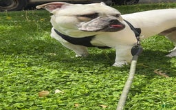 American Staffordshire Terrier dogs for sale: Ryder - Image 3
