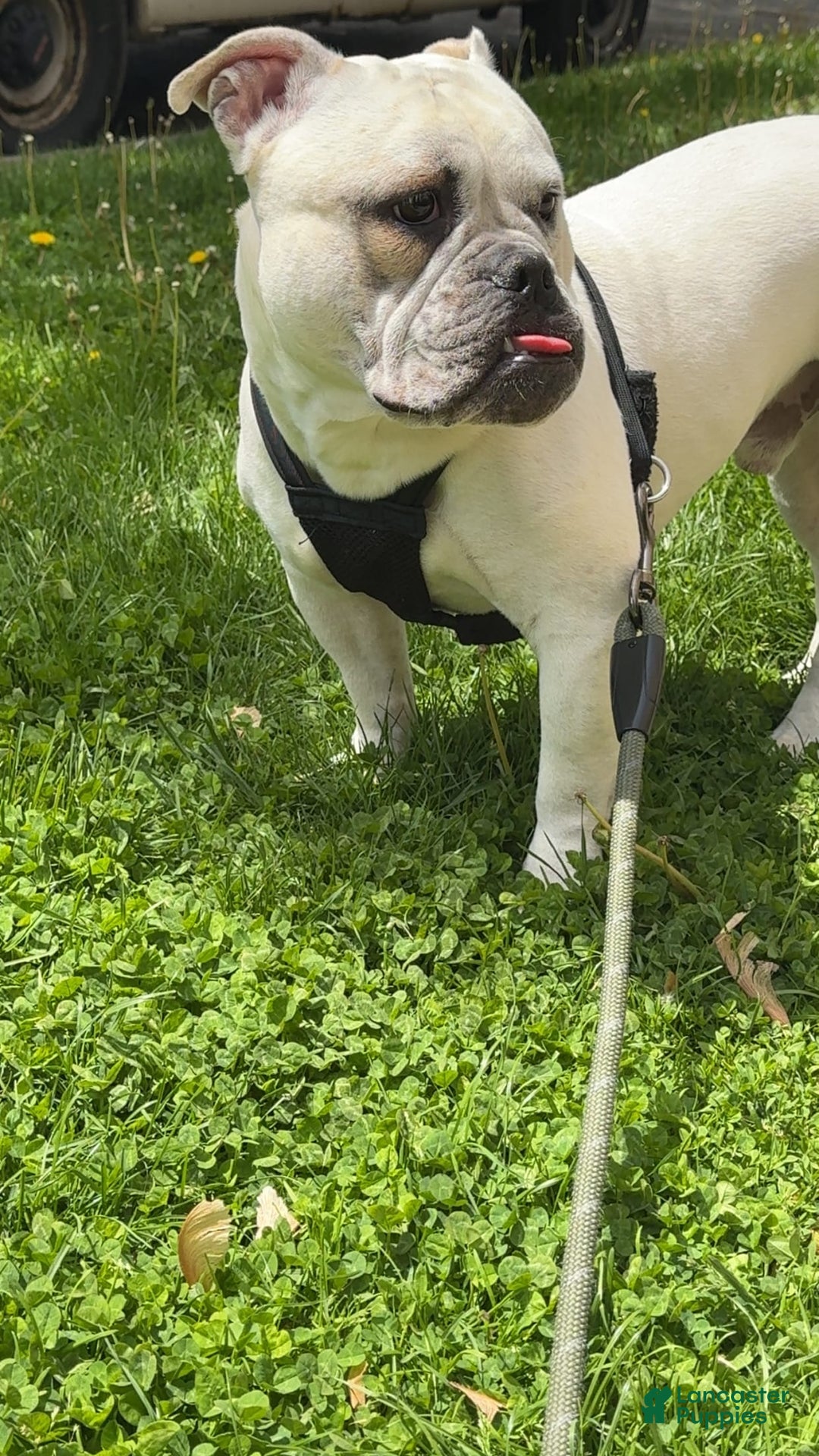 American Staffordshire Terrier dogs for sale: Ryder - Image 3