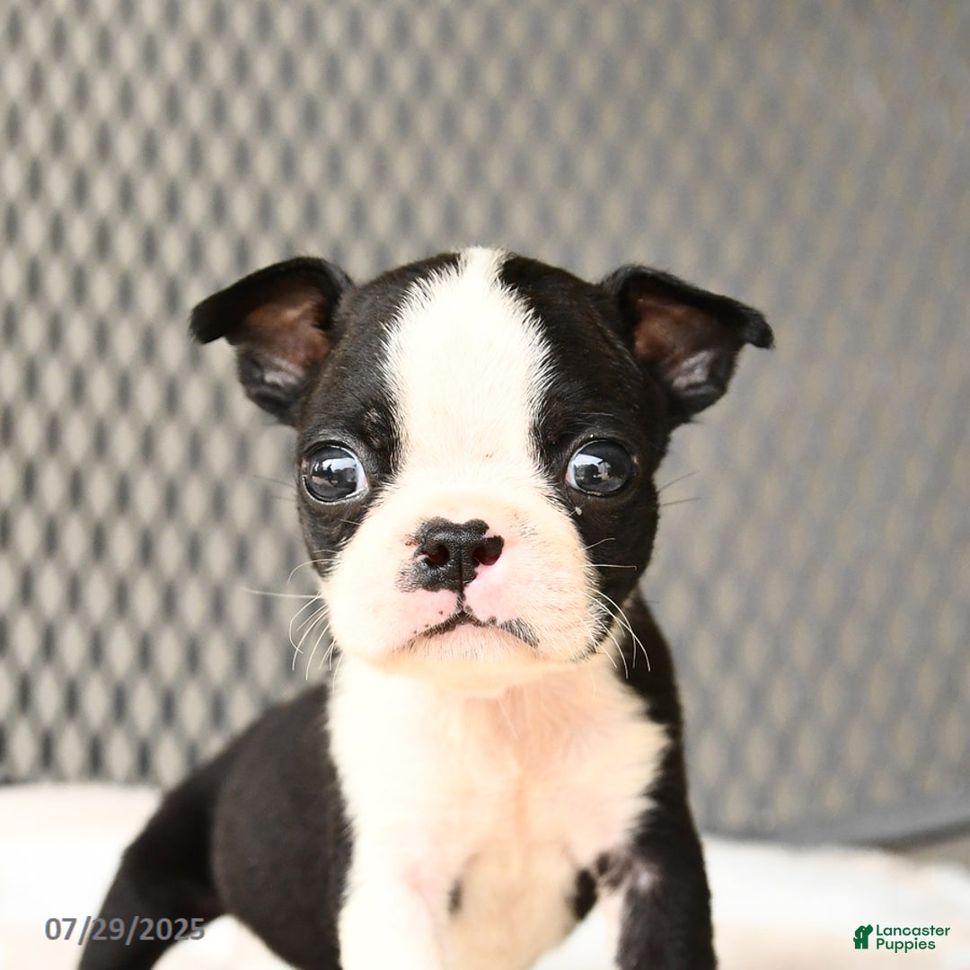 Boston Terrier dogs for sale: Jinx - Image 4