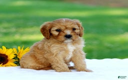 Cavapoo dogs for sale: Mac - Image 1