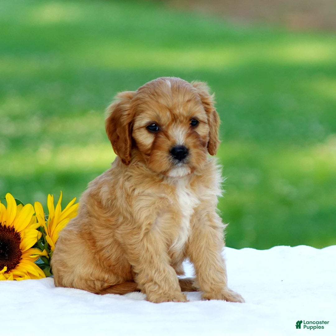 Cavapoo dogs for sale: Mac - Image 1
