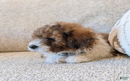 Saint Berdoodles dogs for sale: Massy Mini Saint Berdoodle - Image 3