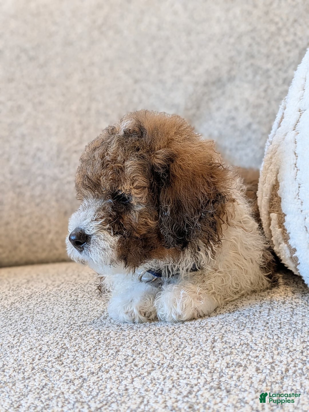 Saint Berdoodles dogs for sale: Massy Mini Saint Berdoodle - Image 3