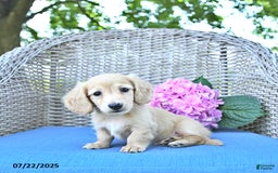 Miniature Dachshund dogs for sale: Milo - Image 3