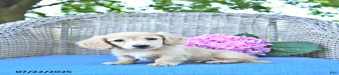 Milo