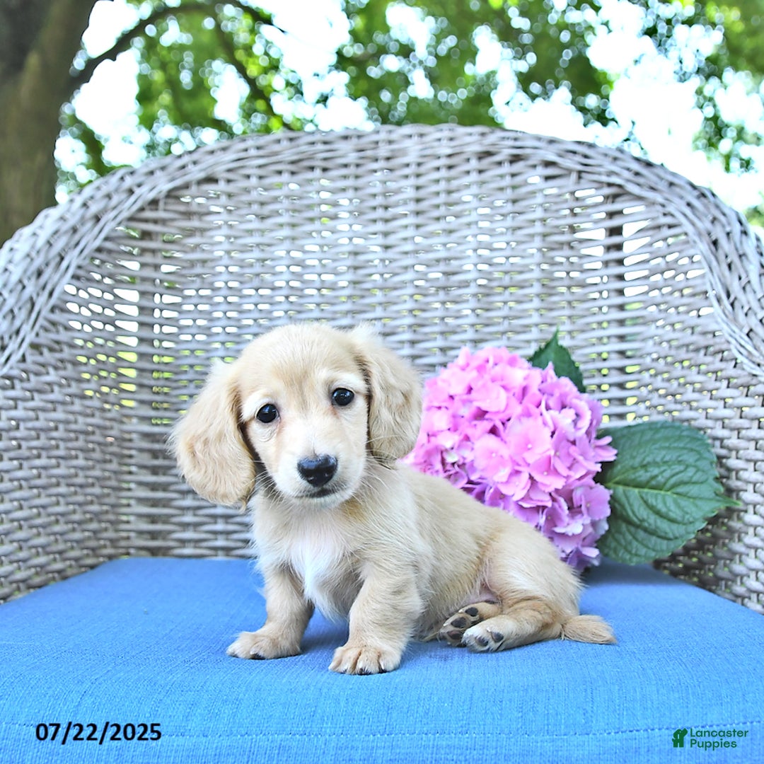 Miniature Dachshund dogs for sale: Milo - Image 3