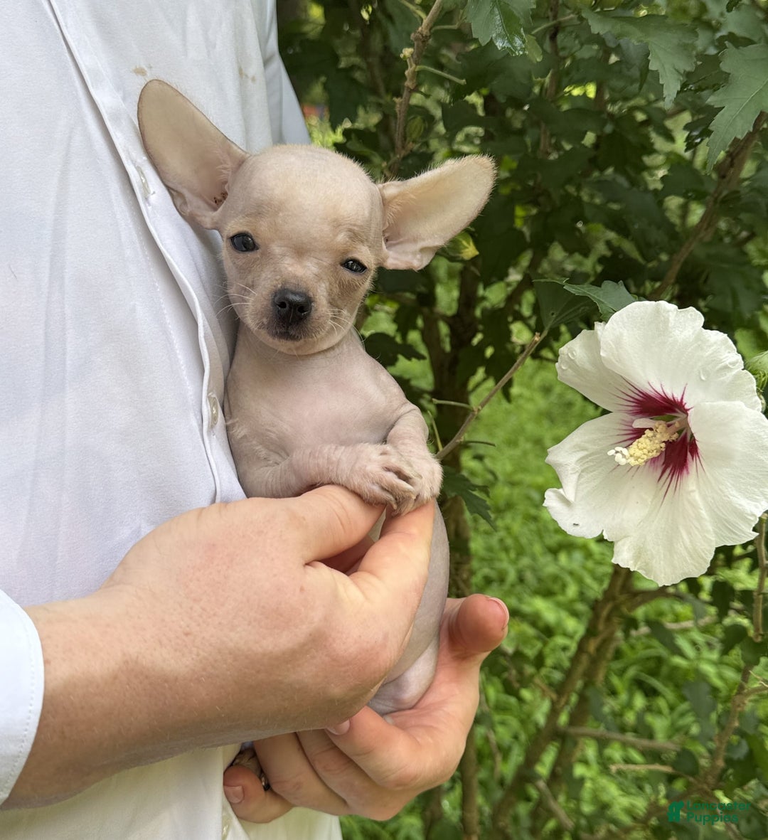 Chihuahua dogs for sale: Carinia - Image 8