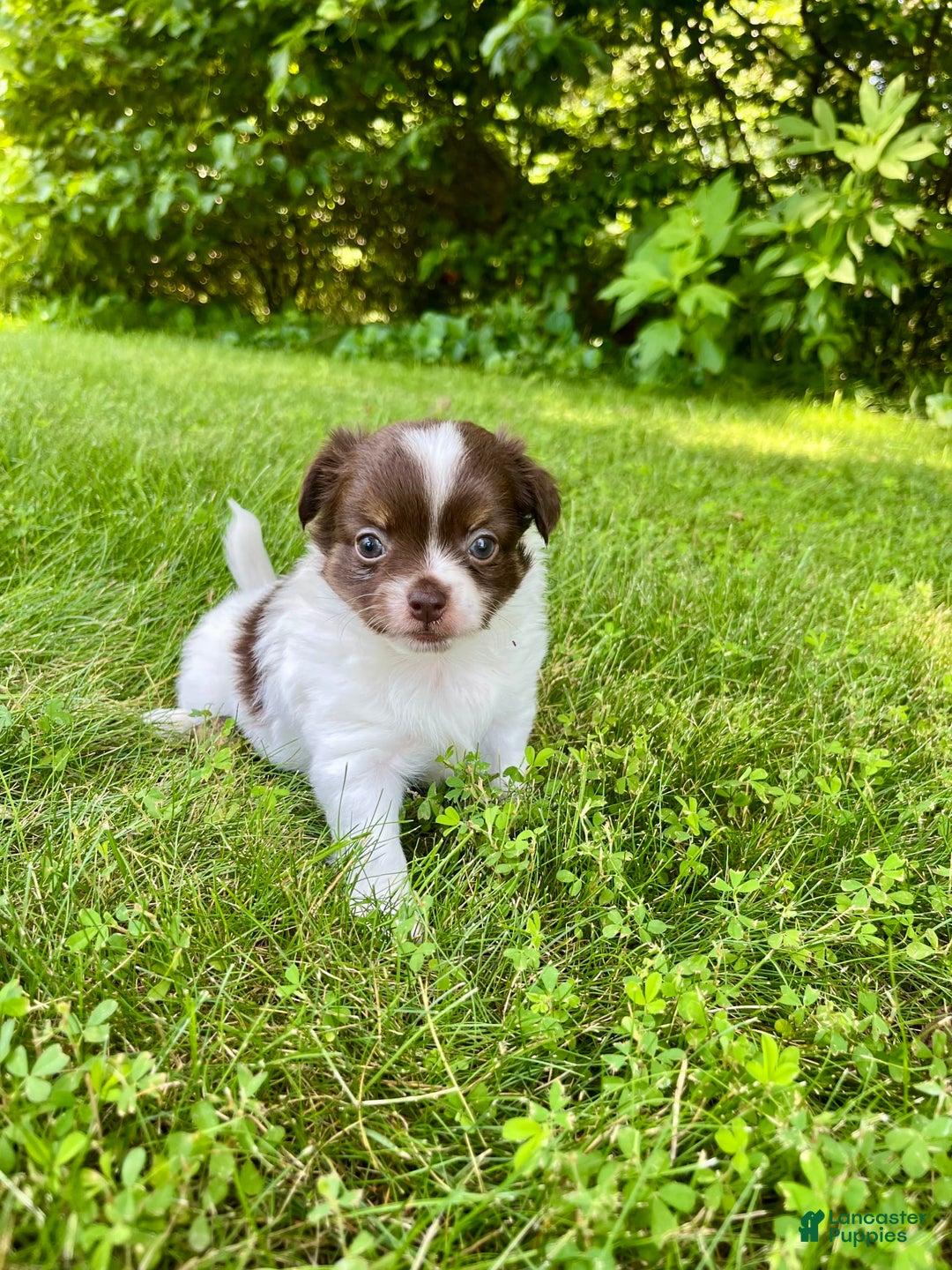 Chihuahua dogs for sale: Tat - Image 12
