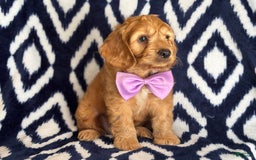 Cockapoo dogs for sale: Bubba - Image 7