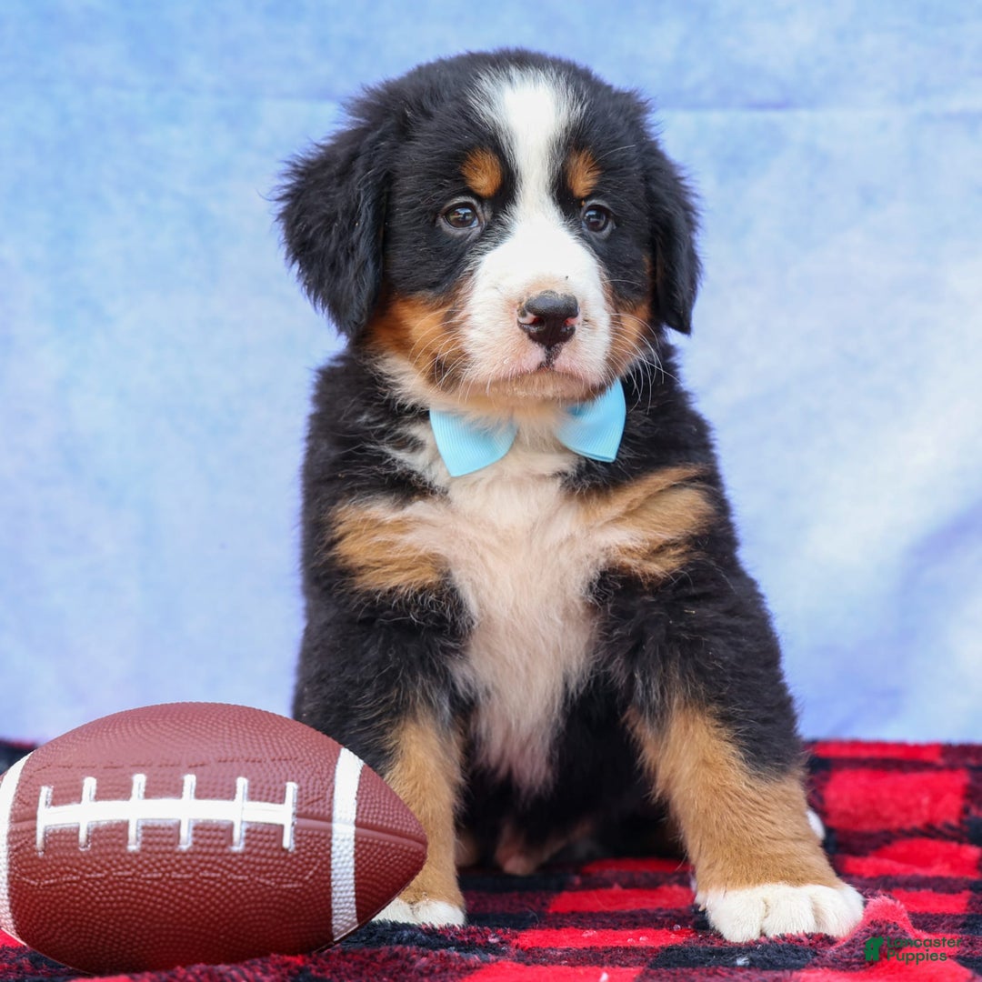 Bernese Mountain Dog dogs for sale: Samson - Image 16