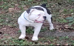 Olde English Bulldogge dogs for sale: Anna - Image 5