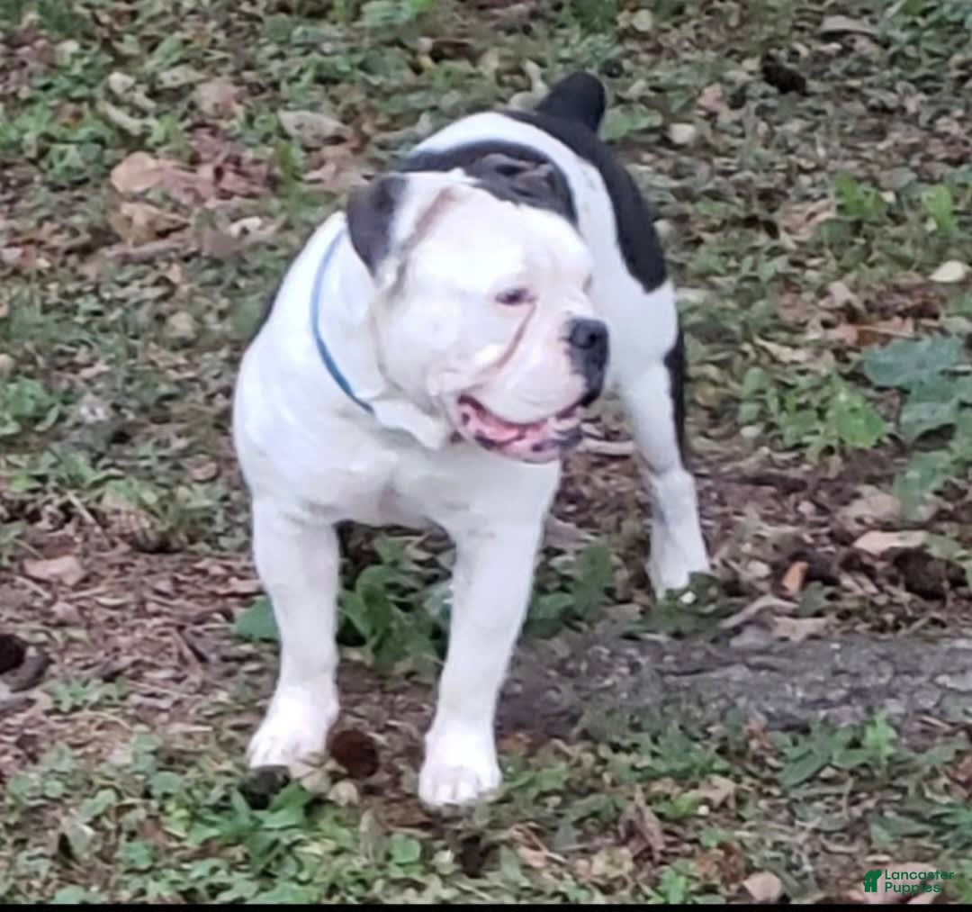 Olde English Bulldogge dogs for sale: Anna - Image 5