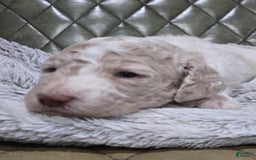 Standard Poodle dogs for sale: Churro - Image 4