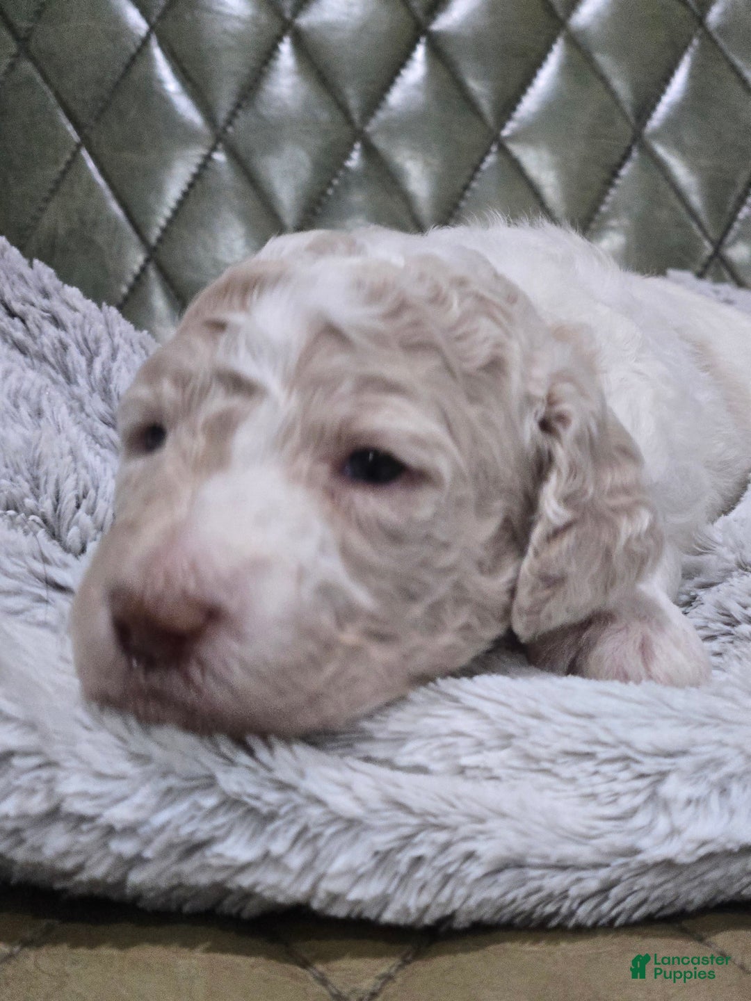 Standard Poodle dogs for sale: Churro - Image 4