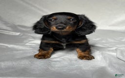 Miniature Dachshund dogs for sale: Cole - Image 1