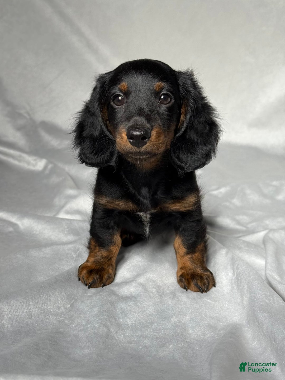 Miniature Dachshund dogs for sale: Cole - Image 1