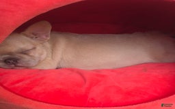 French Bulldog dogs for sale: Daisy - Image 25