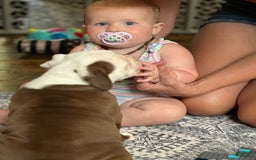 Olde English Bulldogge dogs for sale: Mien - Image 6