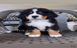 Bernese Mountain Dog dogs for sale: Female Thin Blaze - Image 5