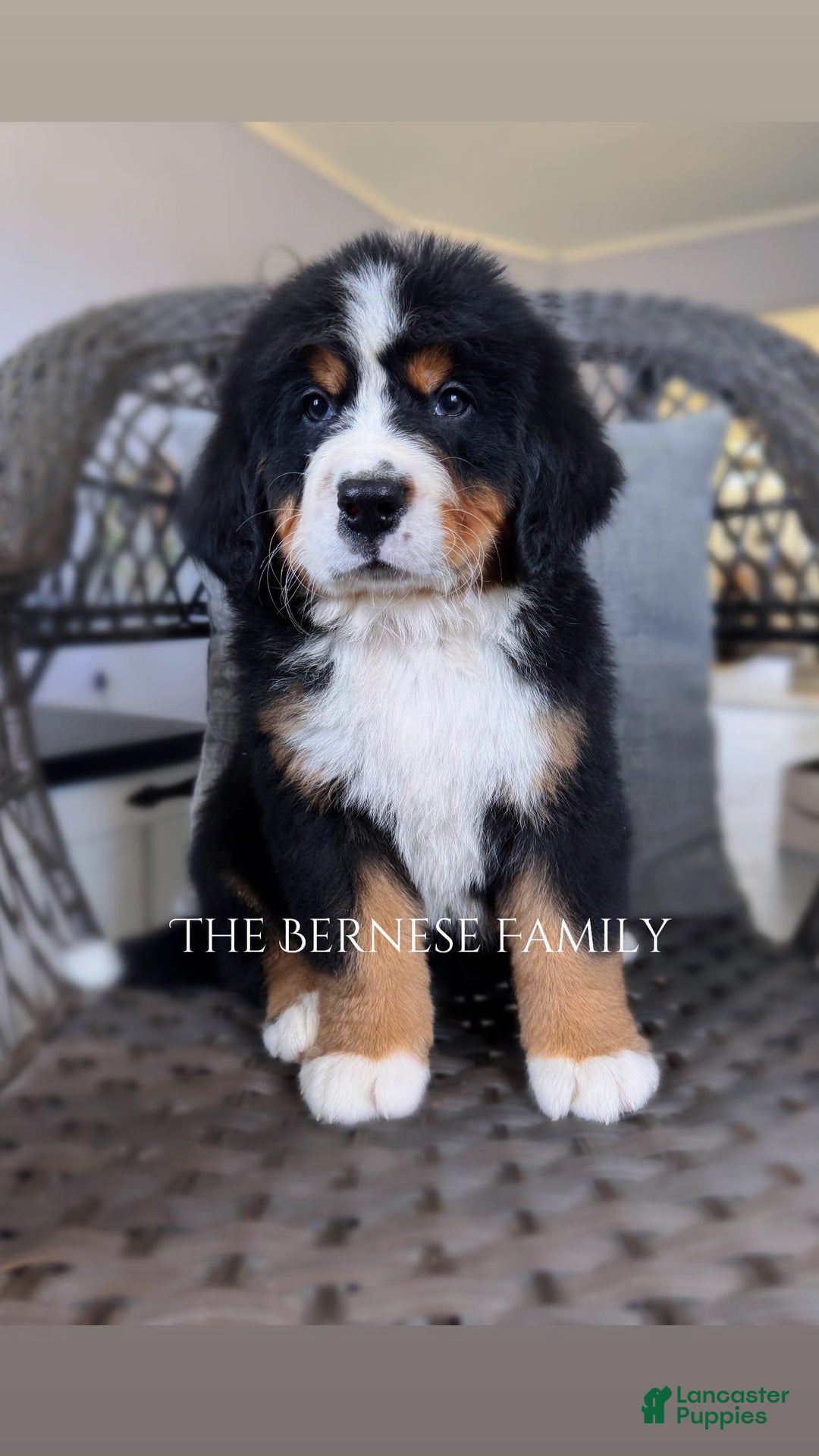 Bernese Mountain Dog dogs for sale: Female Thin Blaze - Image 5