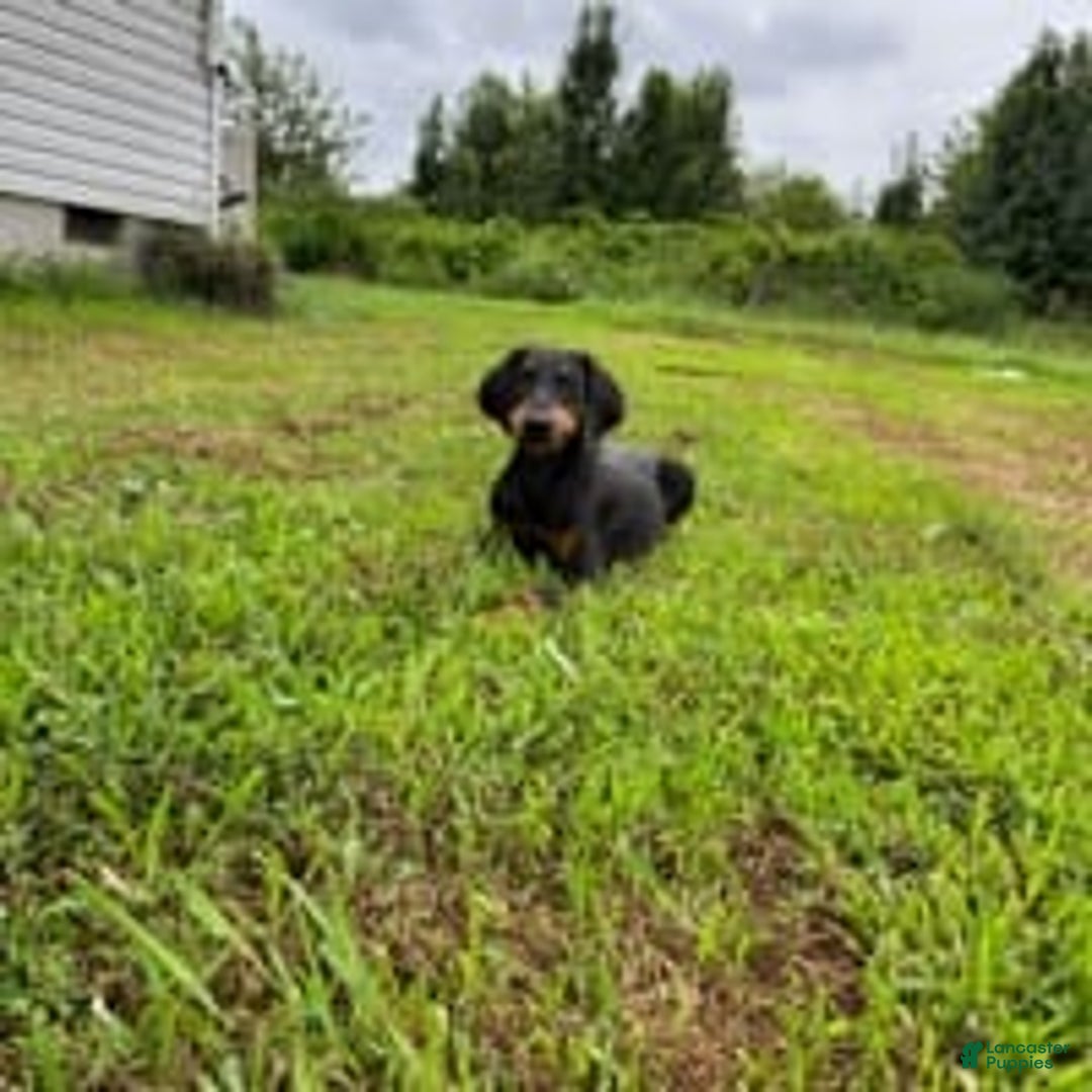Doberman Pinscher dogs for sale: Hunter - Image 9