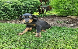 Doberman Pinscher dogs for sale: Desmond - Image 1