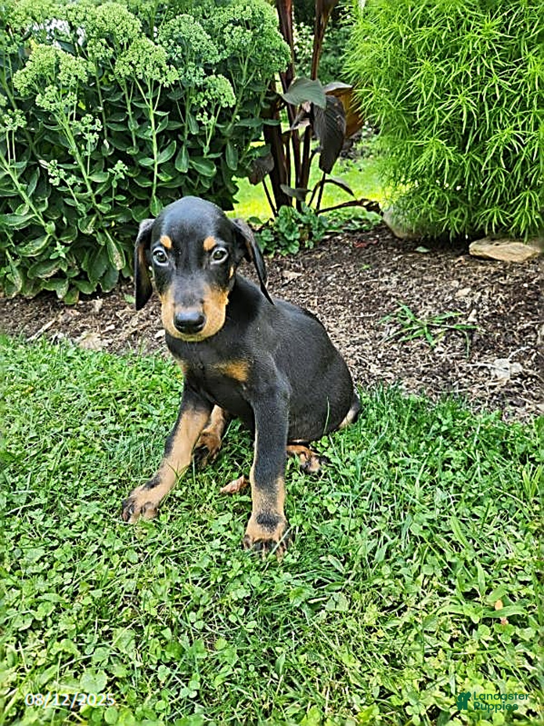 Doberman Pinscher dogs for sale: Desmond - Image 1