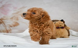 Bichpoo dogs for sale: Devon - Image 3
