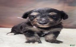 Shetland Sheepdog dogs for sale: Eclipse-Micro Mini - Image 3