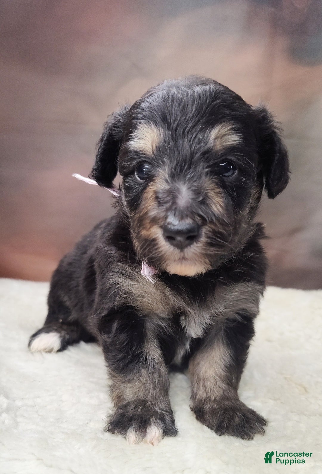 Shetland Sheepdog dogs for sale: Eclipse-Micro Mini - Image 3