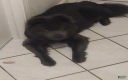 Chow Chow dogs for sale: Zoe - Image 11