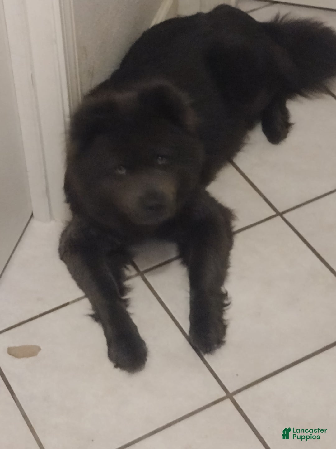 Chow Chow dogs for sale: Zoe - Image 11