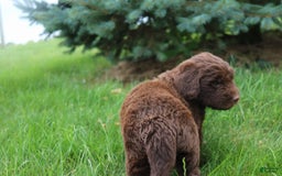 Newfypoo dogs for sale: Nickel - Image 5
