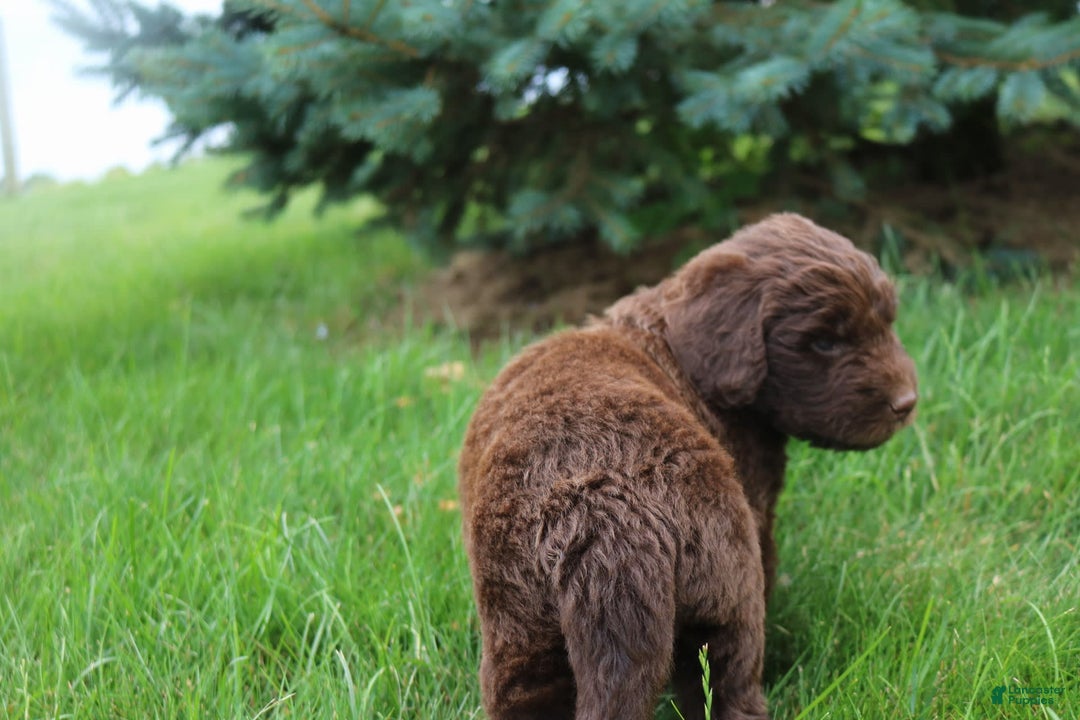 Newfypoo dogs for sale: Nickel - Image 5