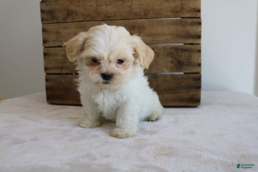 Teddy Bear dogs for sale: Katy - Image 5
