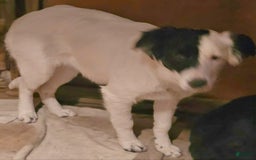 Border Collie dogs for sale: Divvy - Image 9