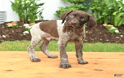 German Shorthaired Pointer dogs for sale: Owen - Image 2