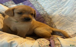 Labrador Retriever dogs for sale: Jasper - Image 6