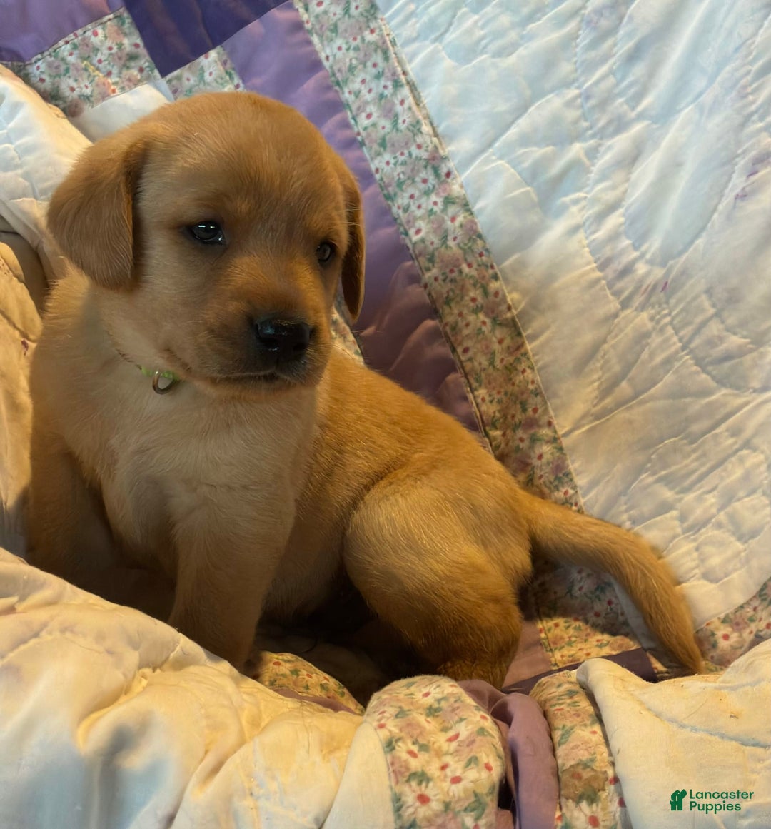 Labrador Retriever dogs for sale: Jasper - Image 6
