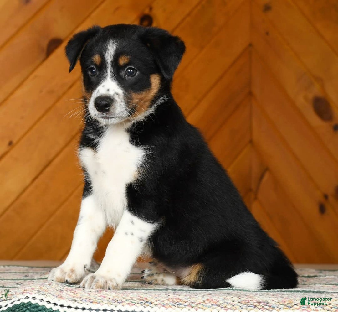 Australian Shepherd dogs for sale: August - Image 1