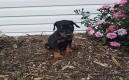 Doberman Pinscher dogs for sale: Lilly - Image 1