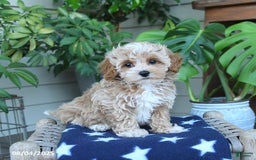Maltipoo dogs for sale: Casey - Image 1