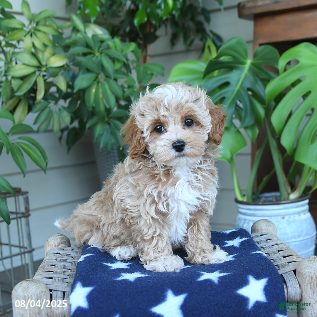 Maltipoo dogs for sale: Casey - Image 1