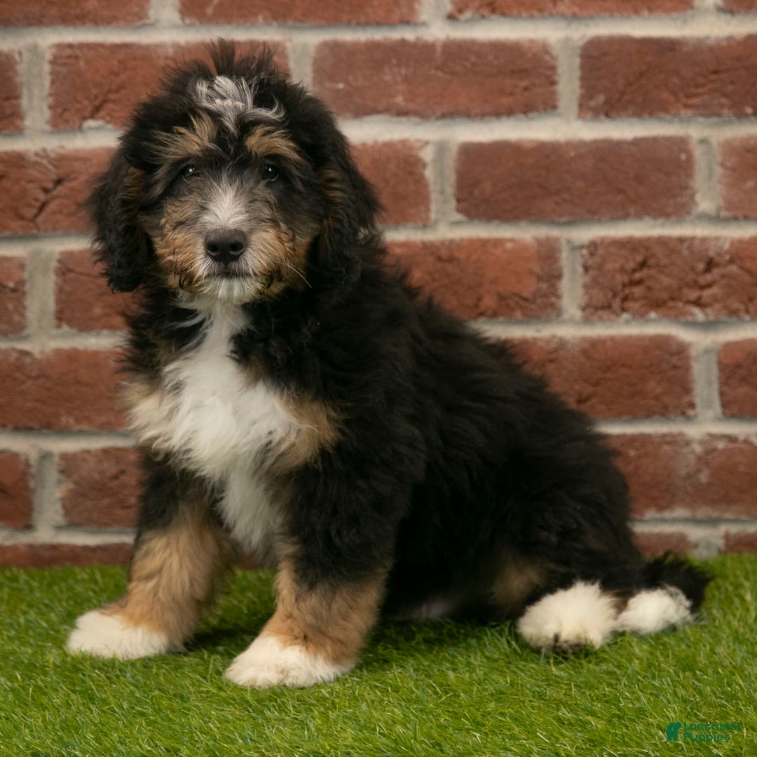 Mini Bernedoodle dogs for sale: Mason - Image 11