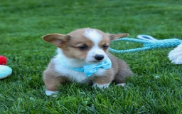 Welsh Corgi Pembroke dogs for sale: Griffin - Image 8
