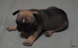 French Bulldog dogs for sale: SNOOPY FAWN AND BLACK - Image 5